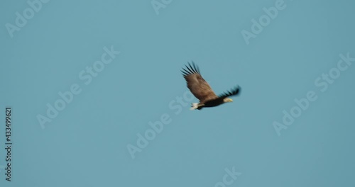 The white-tailed eagle in flight on Crna Mlaka fishpond