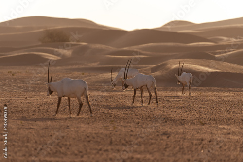 Arabian Oryx in the desert of Dubai- UAE,,, taken at the golden hour