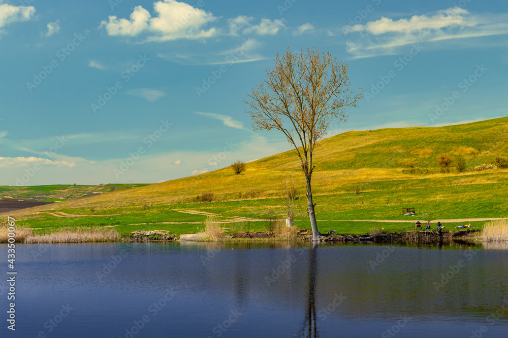 Photography of a lake with reed and bullrush in country side. Photo taken at noon time. View of a pond with natural vegetation.