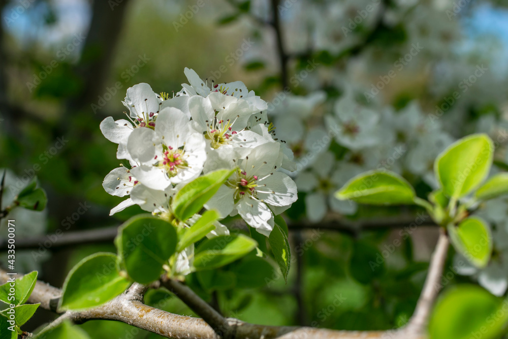 Beautiful white apple tree flowers on a branch Beautiful white apple tree flowers on a branch