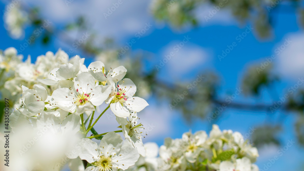Branches of blossoming apple tree macro with soft focus on gentle light blue sky background in sunlight Branches of blossoming apple tree macro with soft focus on gentle light blue sky background in sunlight