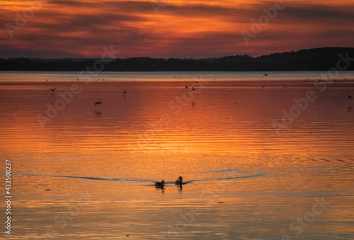 sunset over golden water with birds and clouds © GoodVibe