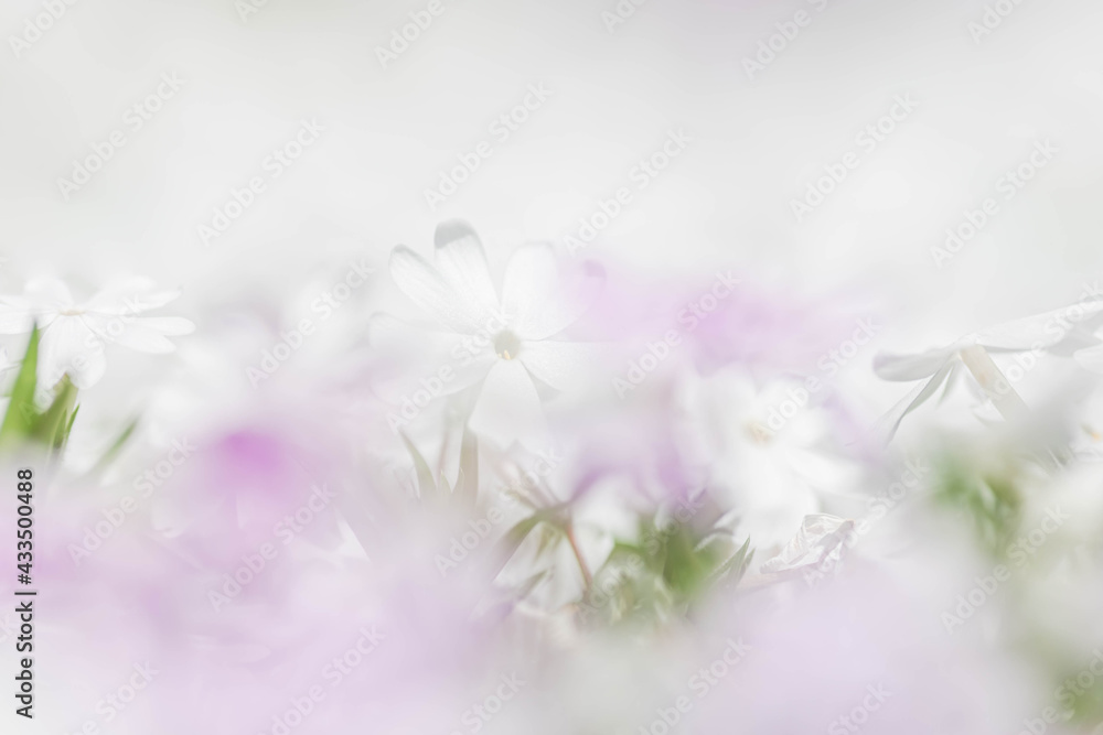 Obraz premium シバザクラ