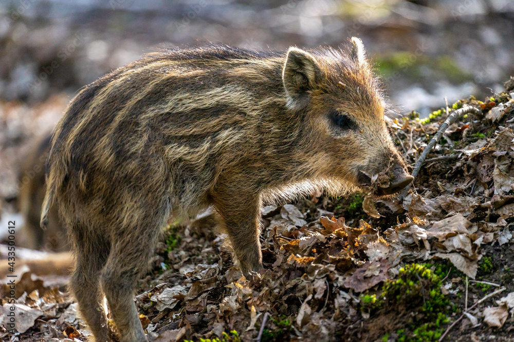 Wildschwein Frischling im Abendlicht bei der Nahrungssuche im Wald - in München, Forstenrieder Park Wildschwein Frischling im Abendlicht bei der Nahrungssuche im Wald - in München, Forstenrieder Park