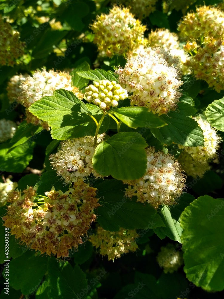 Physocarpus opulifolius, common ninebark close up, bushes with white flowers macro Physocarpus opulifolius, common ninebark close up, bushes with white flowers macro