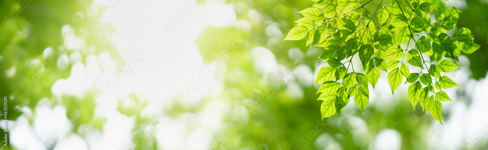 Closeup of beautiful nature view green leaf on blurred greenery background in garden with copy space using as background cover page concept. Closeup of beautiful nature view green leaf on blurred greenery background in garden with copy space using as background cover page concept.