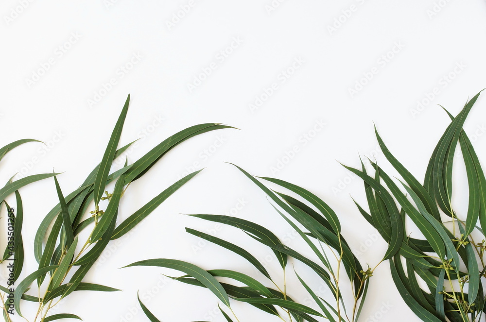 Obraz premium eucalyptus leaves frame on a white background. top view. minimal floral card.poster