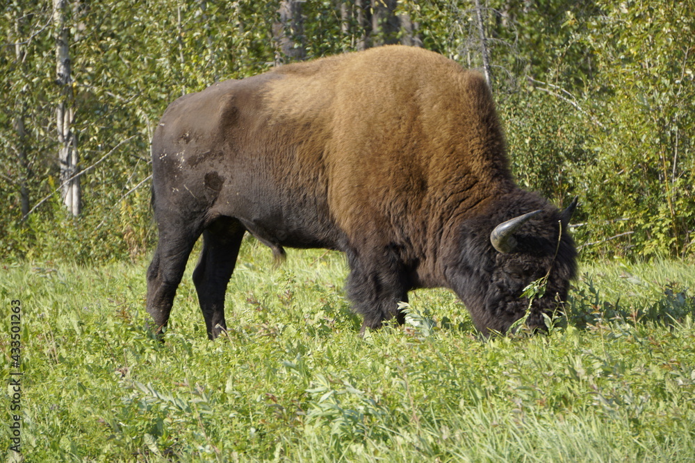American Bison commonly known as a buffalo in North America