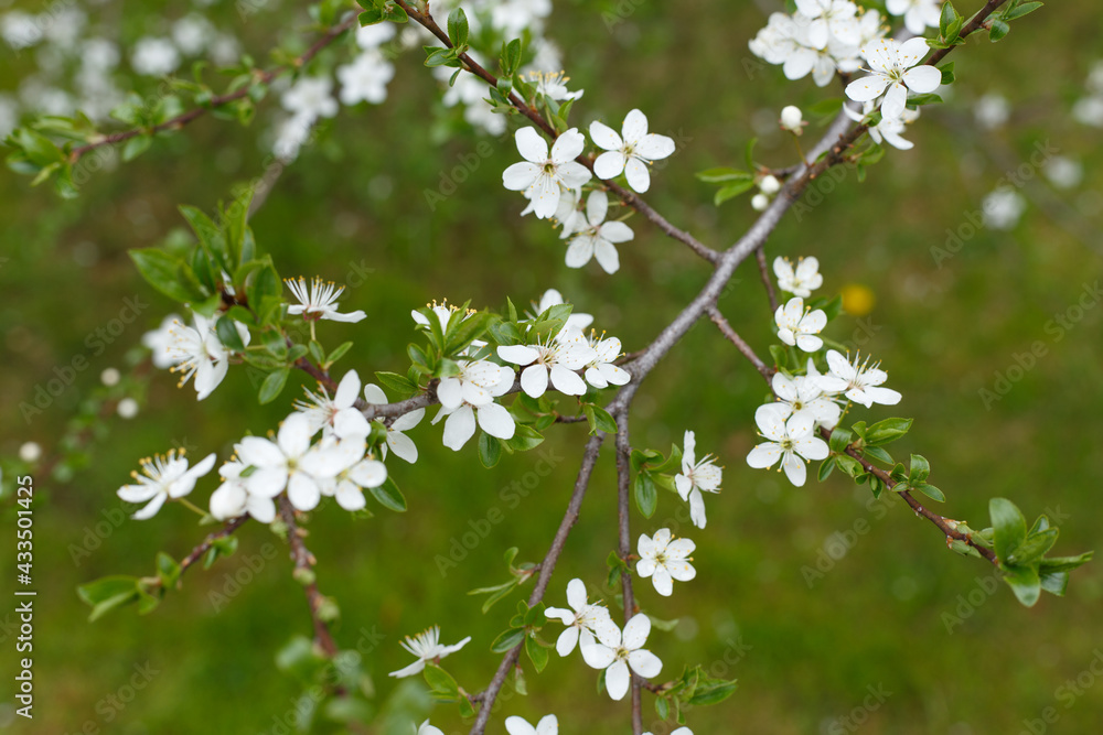 Selective focus, blossoming tree branch with white flowers against blurred grass background. Concept of spring blossom, nature, park or home garden Selective focus, blossoming tree branch with white flowers against blurred grass background. Concept of spring blossom, nature, park or home garden