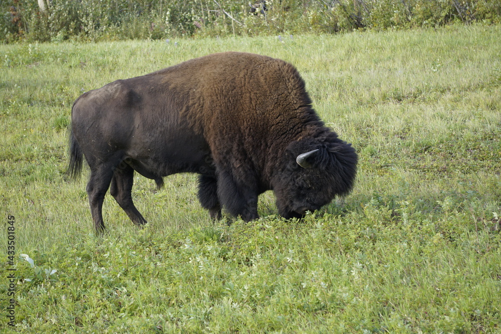 American Bison commonly known as a buffalo in North America American Bison commonly known as a buffalo in North America