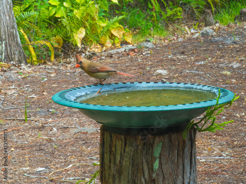 Female Cardinal sitting on a bird bath