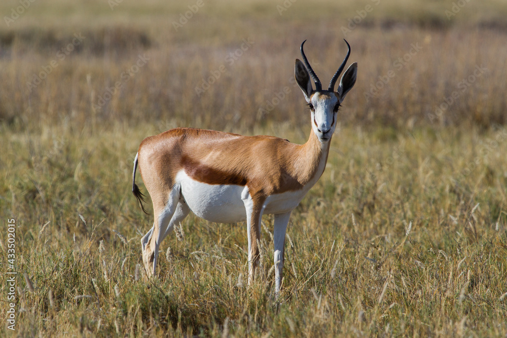 Cute antelope in Namibias desert Cute antelope in Namibias desert