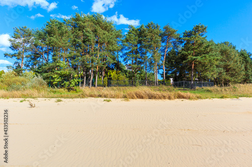 Pine trees on beautiful sandy beach at Chancza lake in Swietokrzyskie region in central Poland