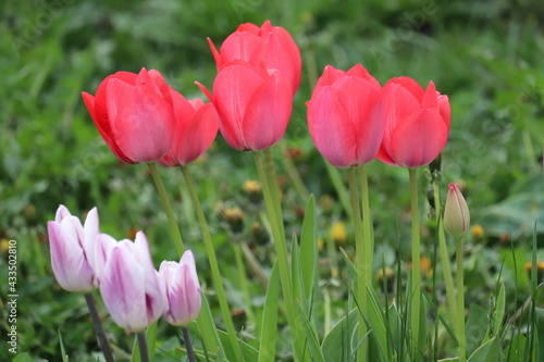 Group of pink tulips close-up