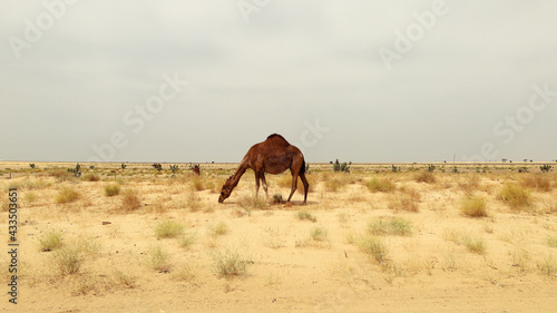 camel in a farm - desert animal 