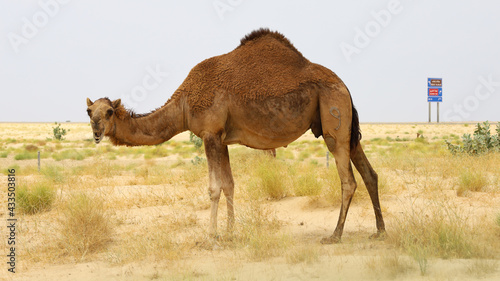 camel in a farm - desert animal  © Ayman
