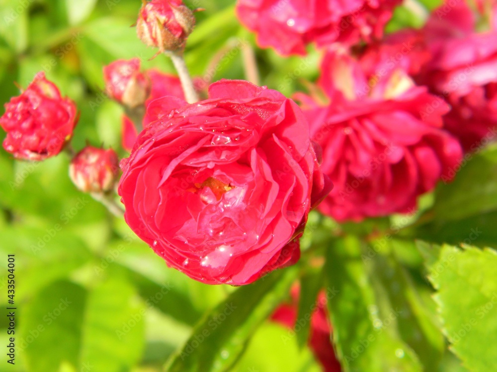 Obraz premium Red Roses