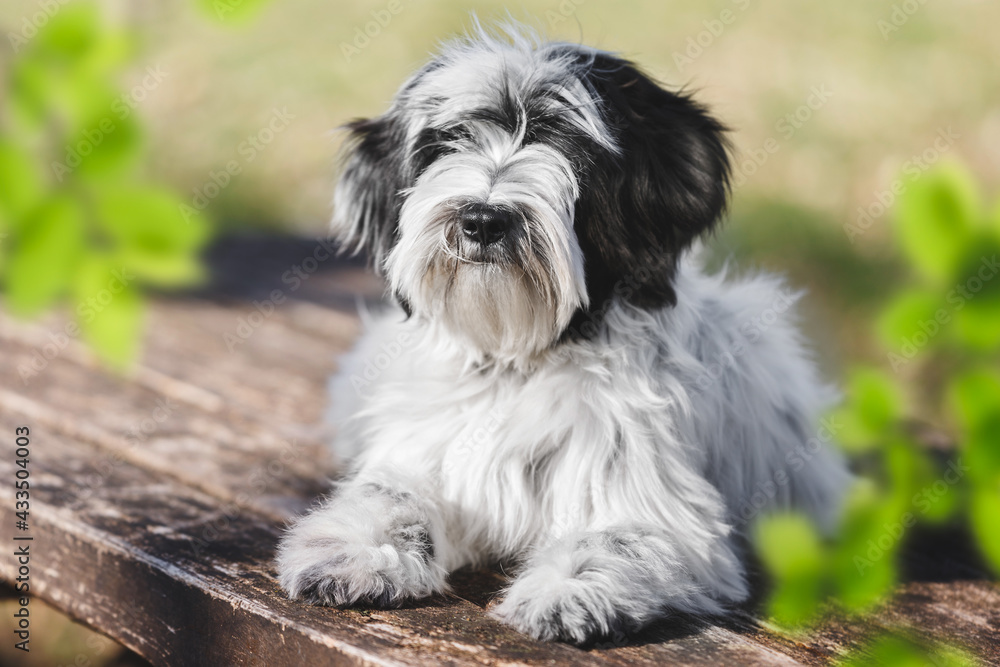 Puppy Dog Portrait. Portrait of a young male Tibetan terrier  puppy lying obediently outdoors. Selective focus, copy space