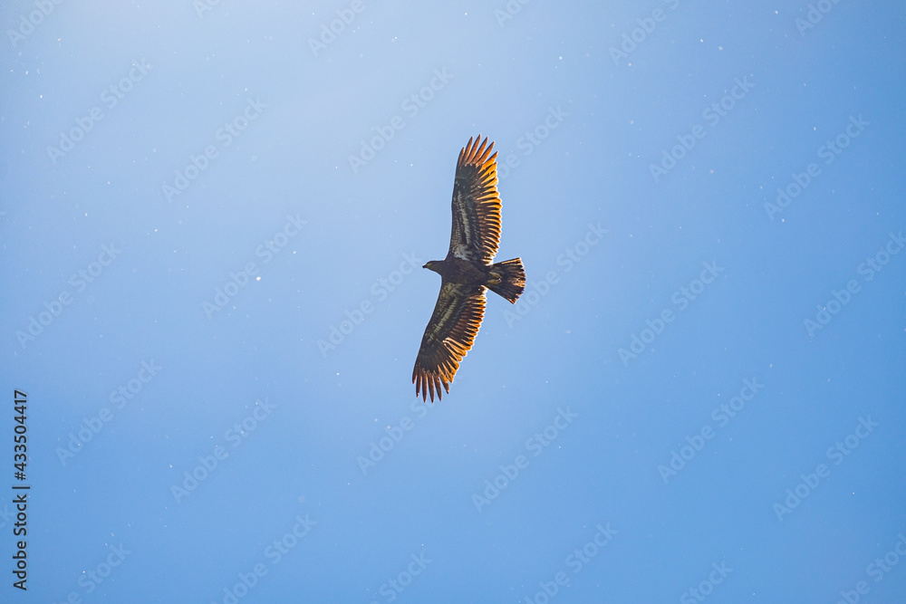 Osprey fly over a lake while hunting for fish, with fish in talons