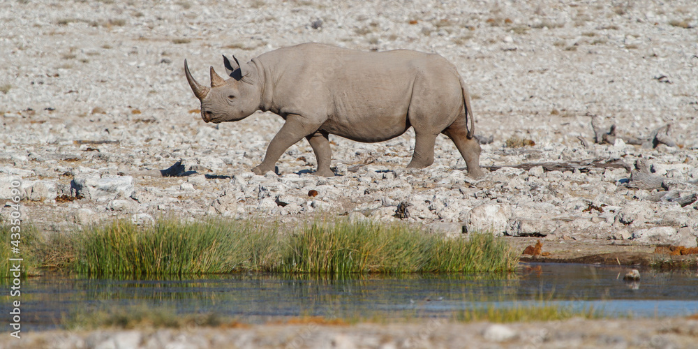 Obraz premium Solo rhino in africas savannah