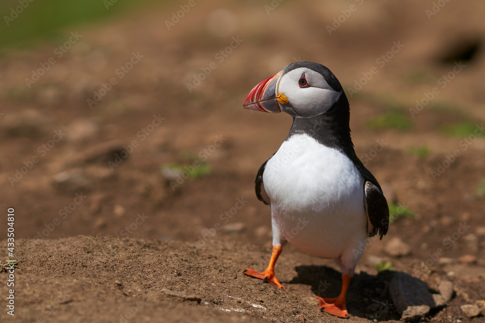 Naklejka premium Atlantic puffin (Fratercula arctica) in spring on Skomer Island off the coast of Pembrokeshire in Wales, United Kingdom