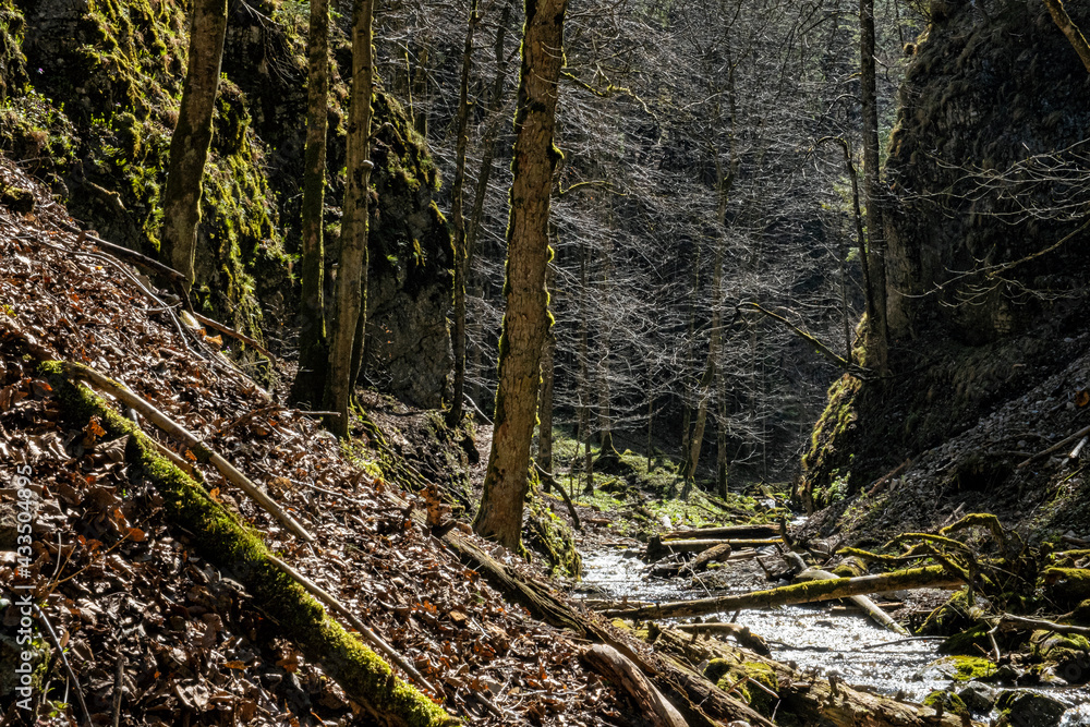 Fototapeta premium Velky Sokol gorge, Slovak Paradise national park