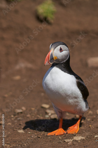 Atlantic puffin (Fratercula arctica) in spring on Skomer Island off the coast of Pembrokeshire in Wales, United Kingdom