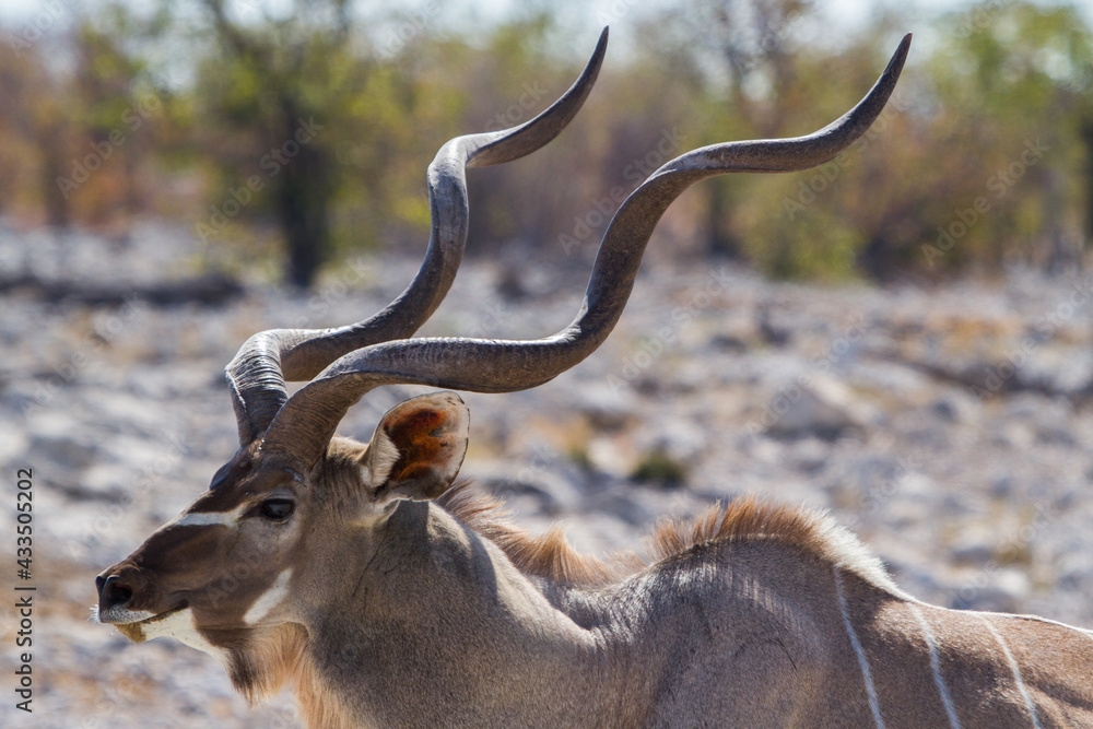 Kudu antelope with drilled horns in Namibia - obrazy, fototapety, plakaty 