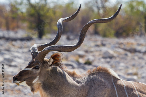 Kudu antelope with drilled horns in Namibia photo