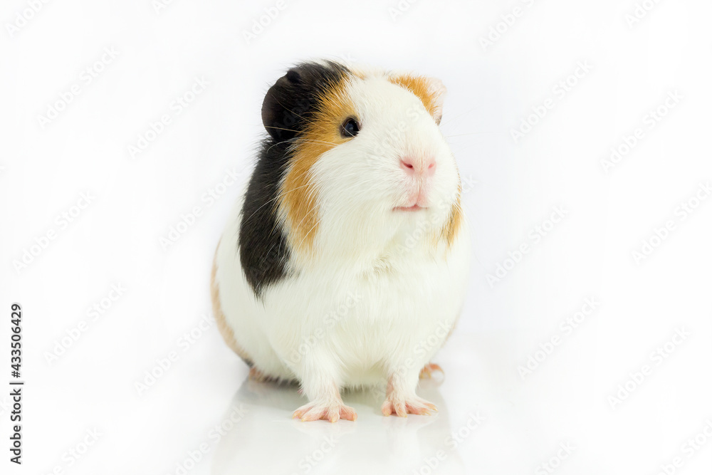 The tricolor guinea pig sits on a white background . The tricolor guinea pig sits on a white background .