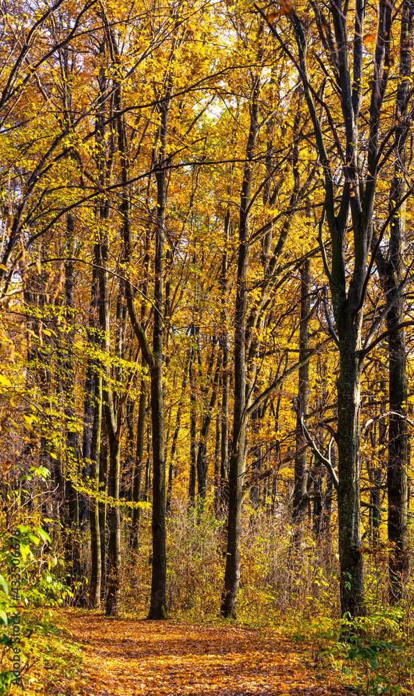 Golden autumn in the forest. Yellow and orange trees in the forest