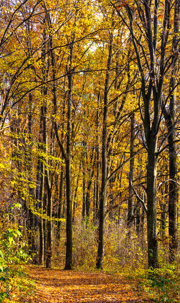 Golden autumn in the forest. Yellow and orange trees in the forest Golden autumn in the forest. Yellow and orange trees in the forest