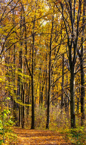 Golden autumn in the forest. Yellow and orange trees in the forest © Volodymyr