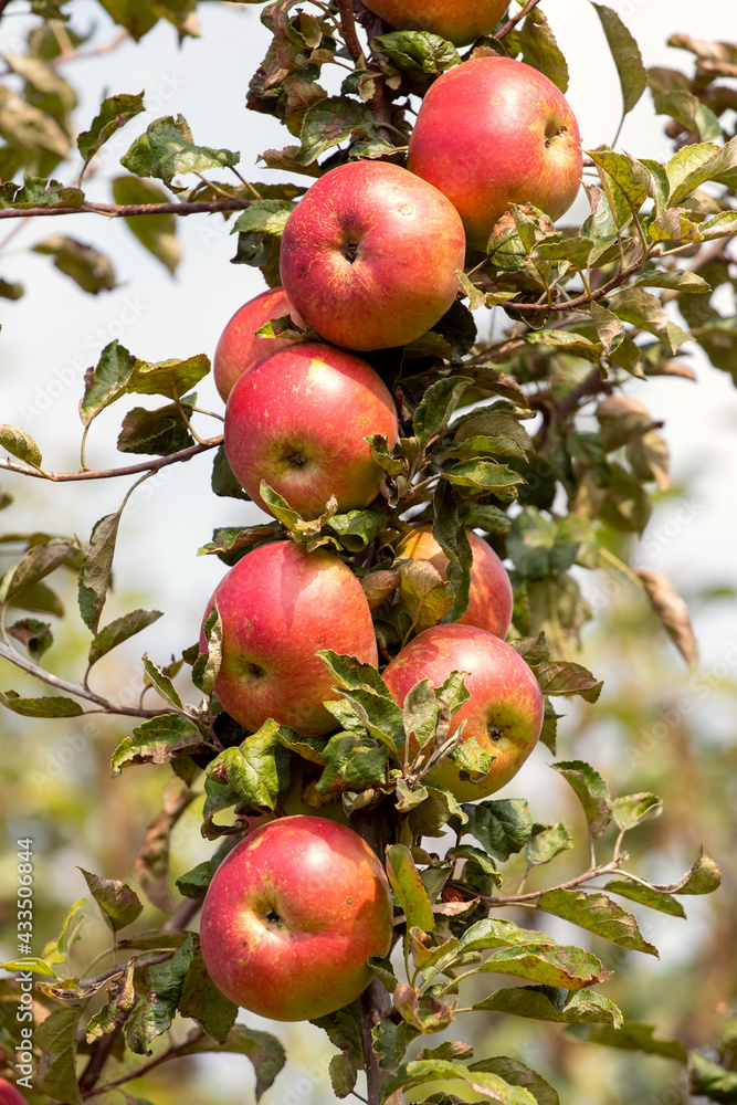 Ripe juicy red apples in the garden on a tree. Growing apples Ripe juicy red apples in the garden on a tree. Growing apples