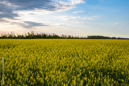 the yellow field