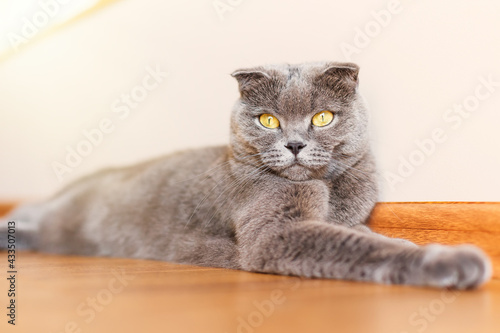 A very beautiful gray British cat is lying on the wooden floor a