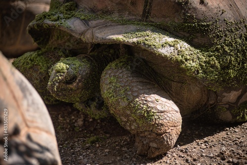 tartaruga gigante photo