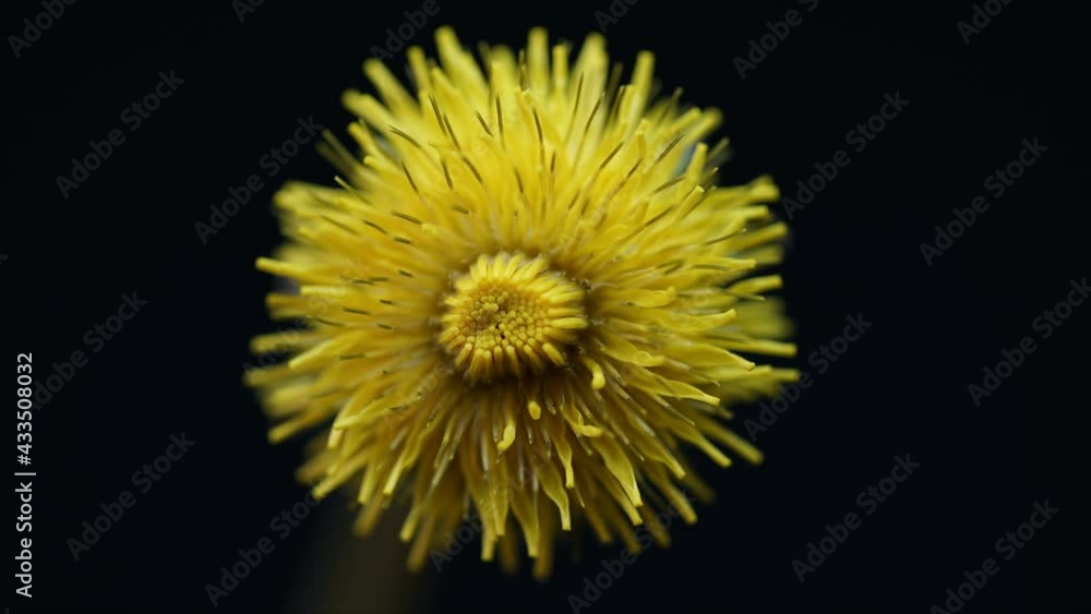 Spring flower, yellow dandelion blooming, opening its blossom, germination time lapse, growing plant, isolated on black background Spring flower, yellow dandelion blooming, opening its blossom, germination time lapse, growing plant, isolated on black background