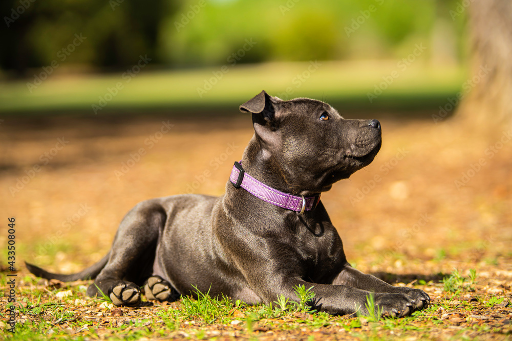 blue stafforshire bull terrier puppy blue stafforshire bull terrier puppy