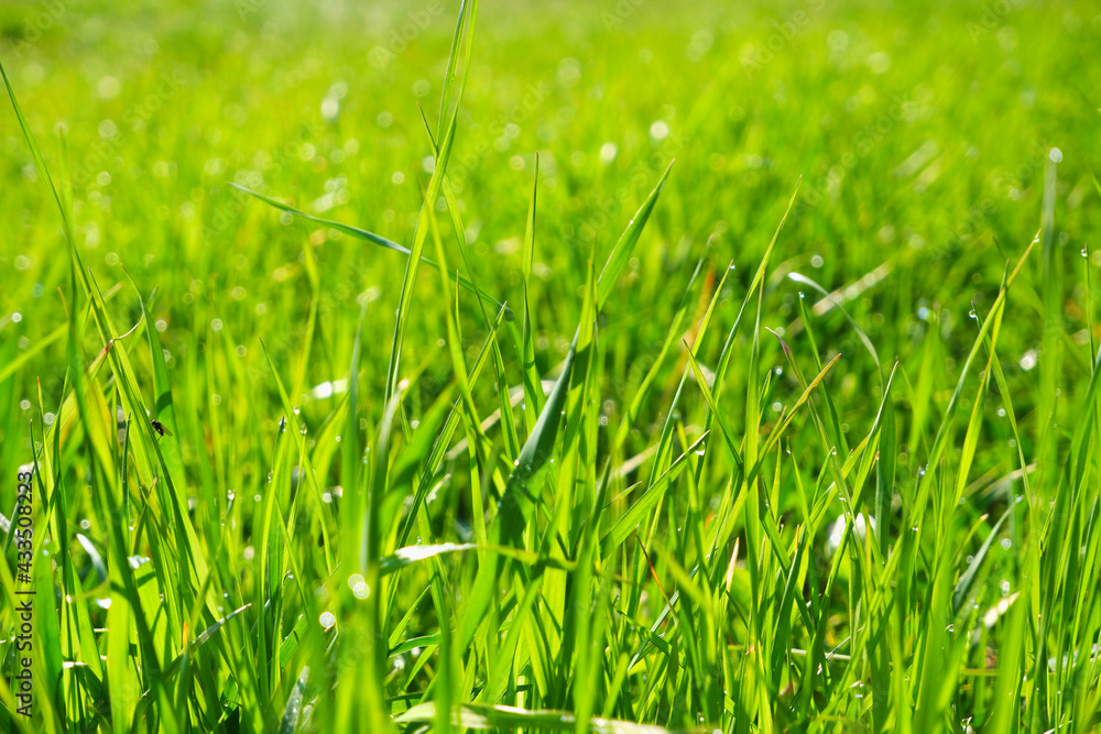 Green grass, close-up. Natural background. Green, juicy grass with dew drops in the rays of the bright sun, blurred background. Green grass, close-up. Natural background. Green, juicy grass with dew drops in the rays of the bright sun, blurred background.