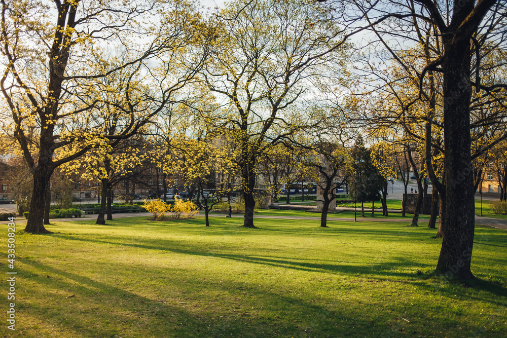 Beautiful park scene with green grass and high trees in the  evening sunlight, city park in spring time