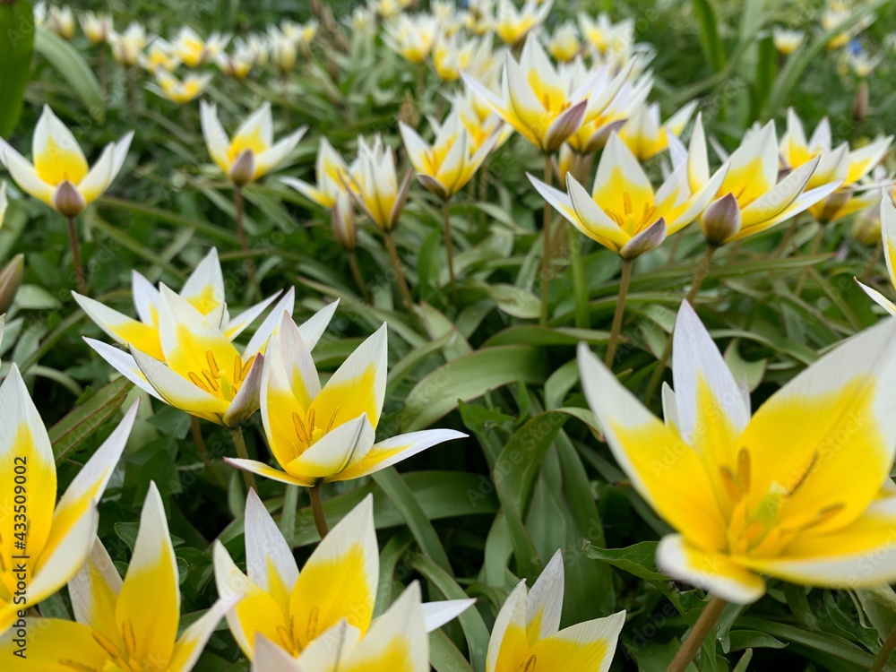 yellow and white flowers