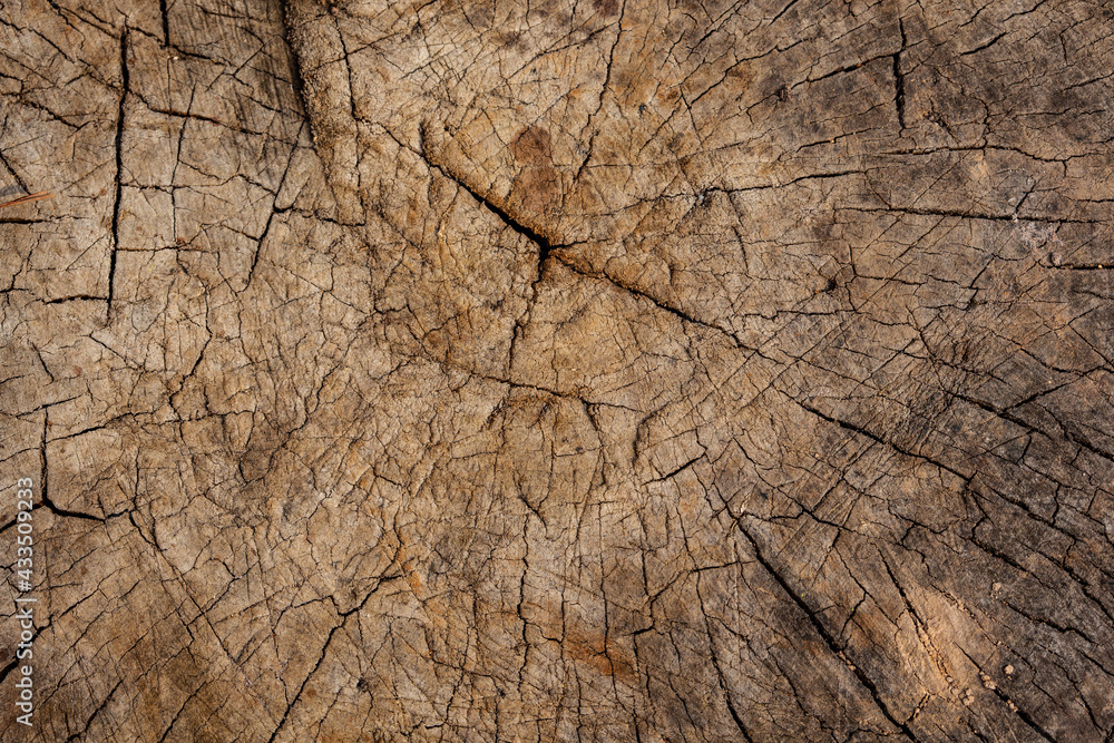 Wood texture with cracks and scratches. Cross section of an old tree. Wood texture with cracks and scratches. Cross section of an old tree.