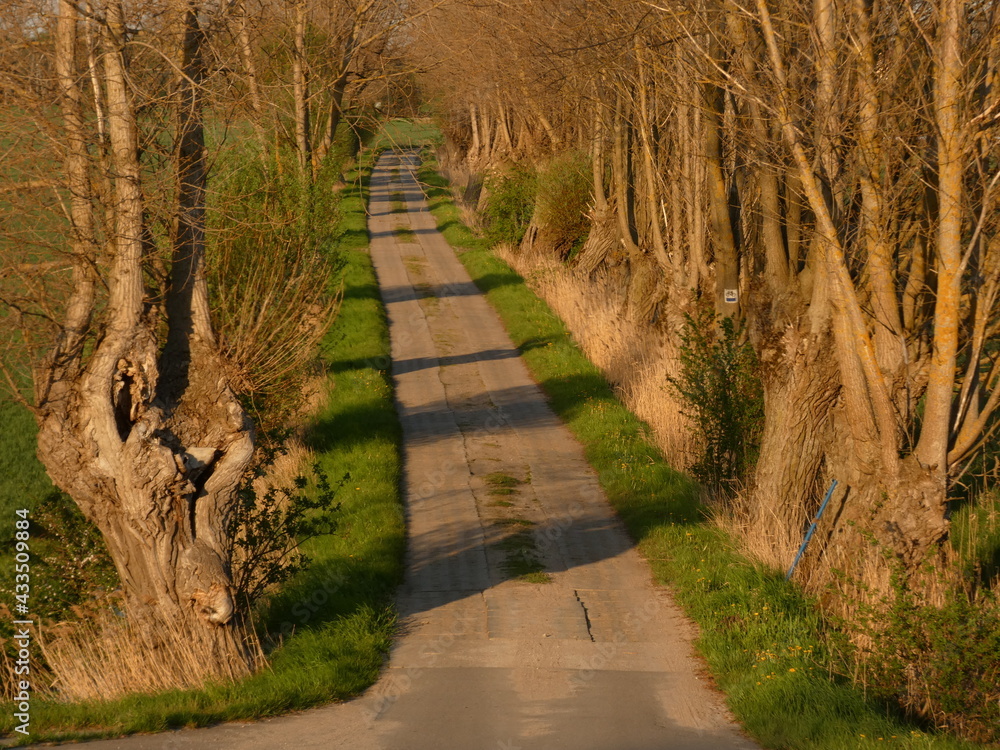 Narrow road among willow trees, Pomorskie province, Poland Narrow road among willow trees, Pomorskie province, Poland