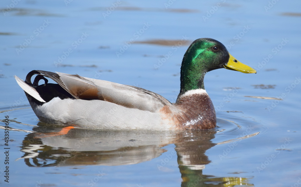 Obraz premium Duck