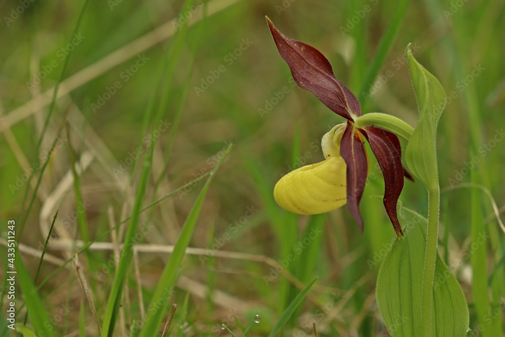 Obraz premium Gelber Frauenschuh (Cypripedium calceolus).