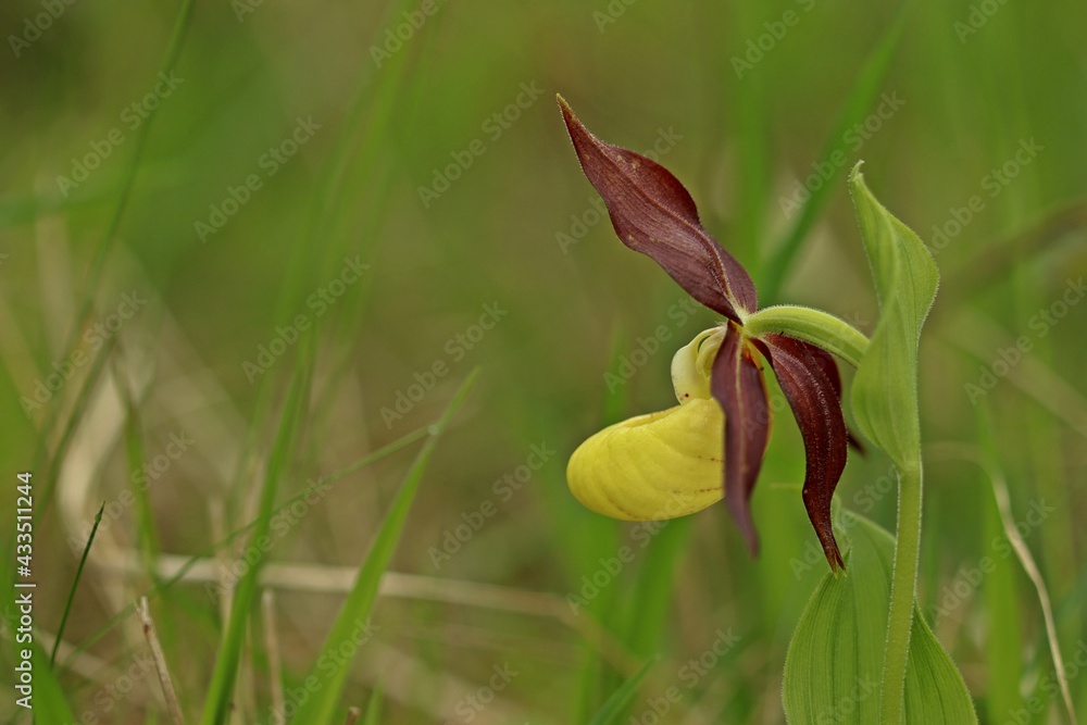 Gelber Frauenschuh (Cypripedium calceolus). Gelber Frauenschuh (Cypripedium calceolus).