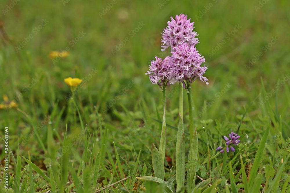Dreizähniges Knabenkraut (Neotinea tridentata) Dreizähniges Knabenkraut (Neotinea tridentata)