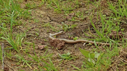 Blindschleiche (Anguis fragilis)