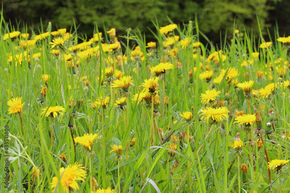 a lot of blooming dandelions in the field a lot of blooming dandelions in the field